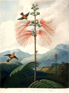 Cabeza de ángel