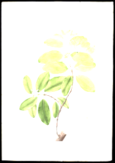 Ilustración botánica de Guanandi