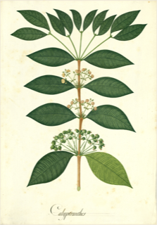 Ilustración de Calyptranthes paniculata