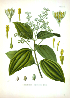 Ilustración de Canela de Ceilán