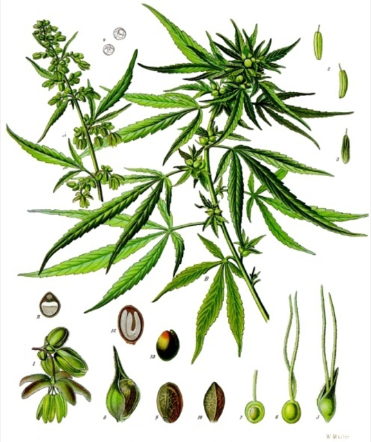 Ilustración botánica de Cannabis sativa