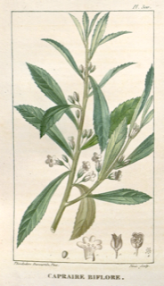 Ilustración botánica de Claudiosa