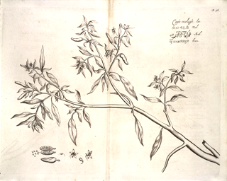 Ilustración de Ají