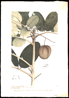Ilustración botánica de Andiroba