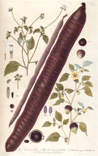 Ilustración de Cañafístula