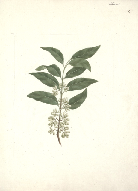 Ilustración botánica de Catha edulis