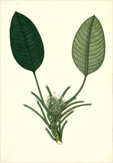 Ilustración de Guarumbo