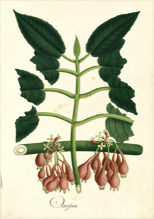Ceiba