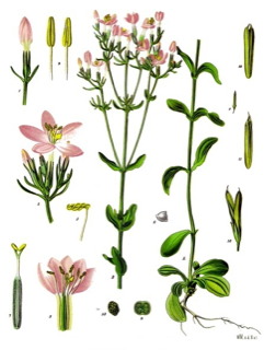 Ilustración de Centaurium erythraea