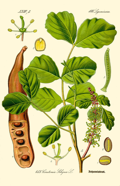 Ilustración botánica de Ceratonia siliqua