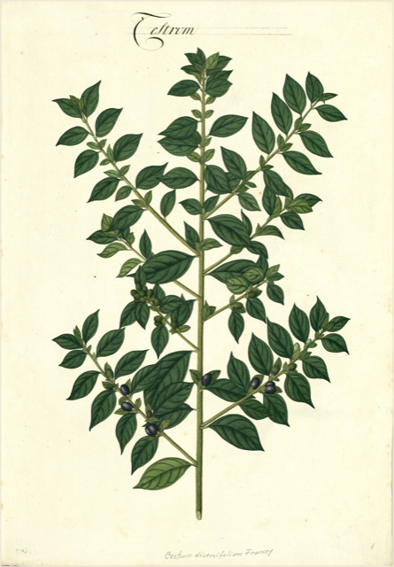 Ilustración botánica de Cestrum hediondinum