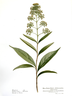 Ilustración de Chanca piedra
