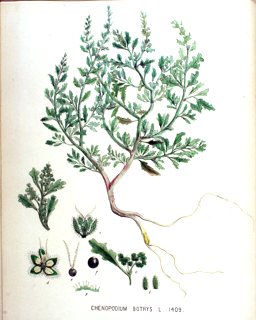 Ilustración botánica de Huauzontle