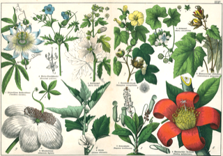 Flor de manita