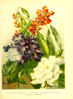 Ilustración botánica de Chiric sanango