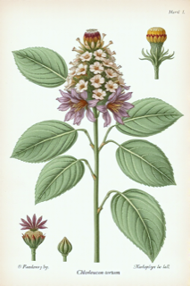 Ilustración de Tataré