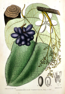 Ilustración de Curare