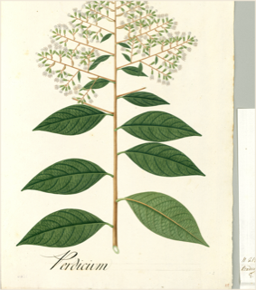 Quina amarilla