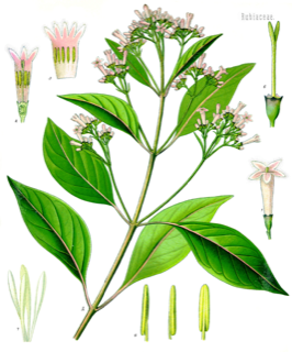 Ilustración de Quina