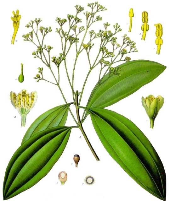 Ilustración botánica de Cinnamomum aromaticum