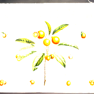 Ilustración botánica de Mandarina