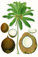 Ilustración de Coco
