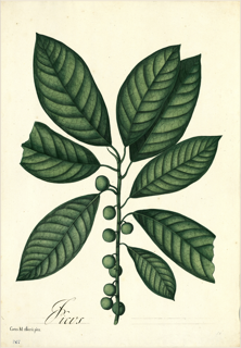 Ilustración de Café