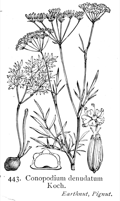 Ilustración botánica de Conopodium majus