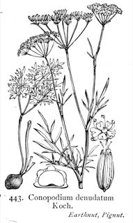 Ilustración de Conopodium