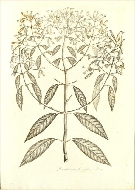 Ilustración botánica de Cordia alliodora
