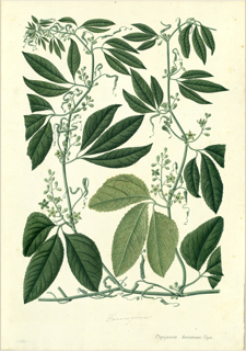 Ilustración de Copalchi