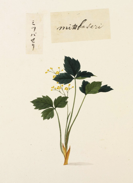 Ilustración botánica de Cryptotaenia japonica