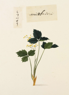 Ilustración de Cryptotaenia japonica
