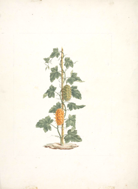 Ilustración botánica de Cucumis metuliferus