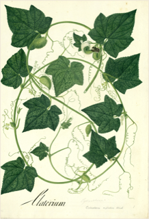 Ilustración botánica de Chilacayote