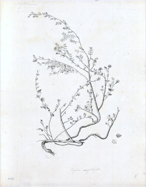Ilustración botánica de Cuphea aequipetala