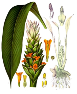 Ilustración de Cúrcuma