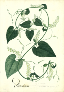 Ilustración de Caigua