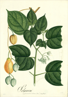 Tomate de árbol