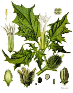 Ilustración de Toloache