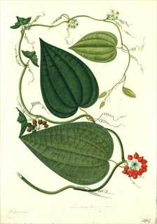 Ilustración de Barbasco mexicano