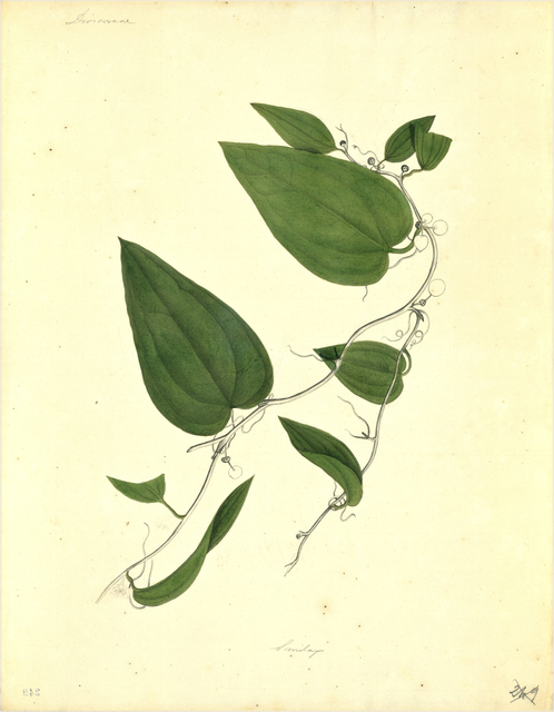 Ilustración botánica de Dioscorea mexicana