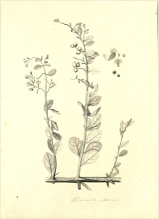Ilustración de Duranta