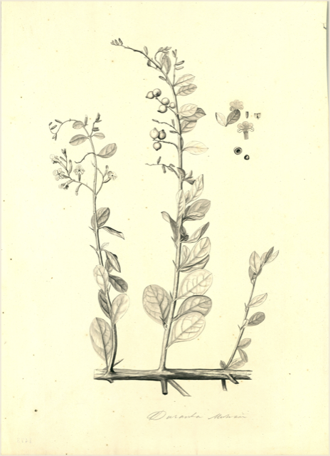 Ilustración botánica de Duranta triacantha