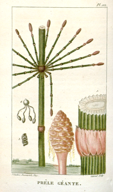Ilustración botánica de Equisetum giganteum