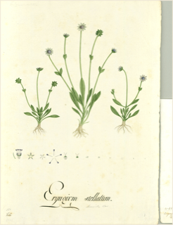 Ilustración de Cabezona