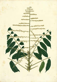 Ilustración de Ceibo