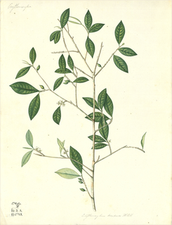 Ilustración de Mulungu