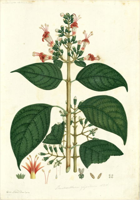 Ilustración botánica de Erythroxylum novogranatense