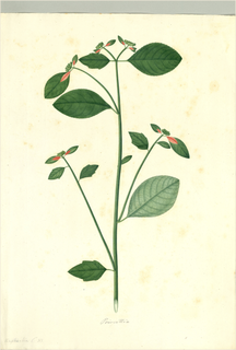 Ilustración de Ixbut